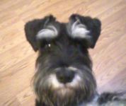 Baxter, the hesitant one